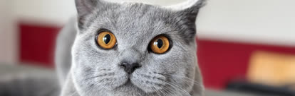 Bkh katze