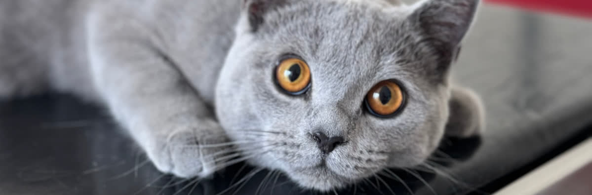 Katze