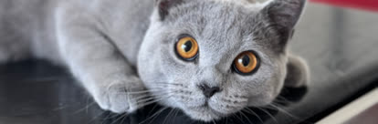 Katze