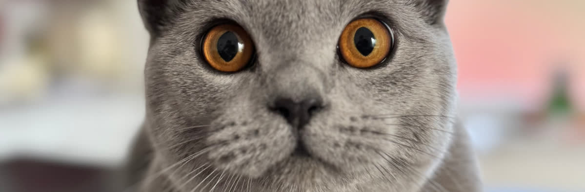 Katzenaugen