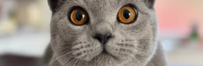 Katzenaugen